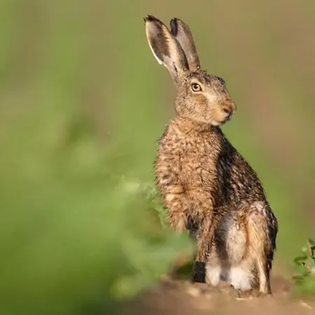 펜션 Natuurhuisje Het Steenuiltje Op Prachtige Plek Wekerom
