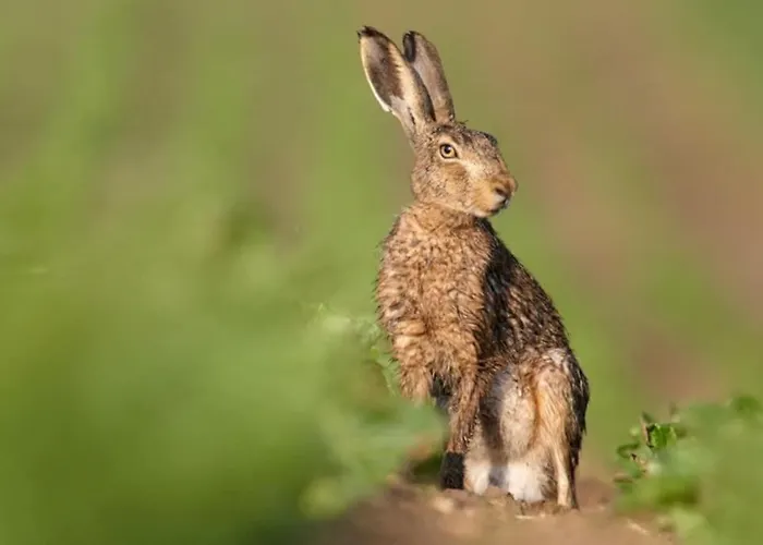 Сasa de vacaciones Natuurhuisje Het Steenuiltje Op Prachtige Plek Wekerom