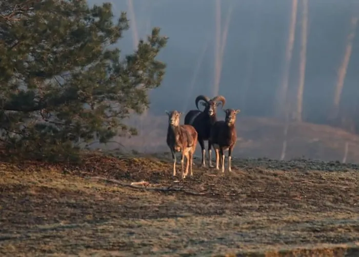 Natuurhuisje Het Steenuiltje Op Prachtige Plek *