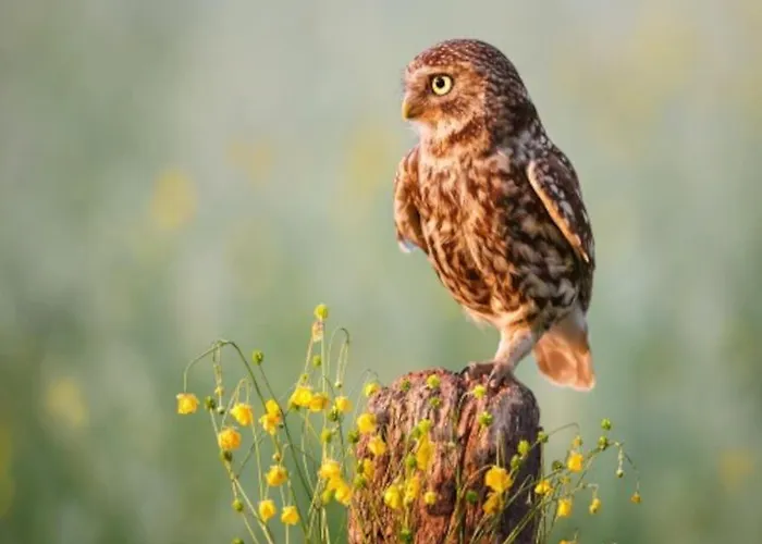 Natuurhuisje Het Steenuiltje Op Prachtige Plek *