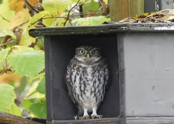 Сasa de vacaciones Natuurhuisje Het Steenuiltje Op Prachtige Plek *