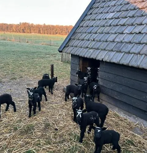 Natuurhuisje Het Steenuiltje Op Prachtige Plek Wekerom
