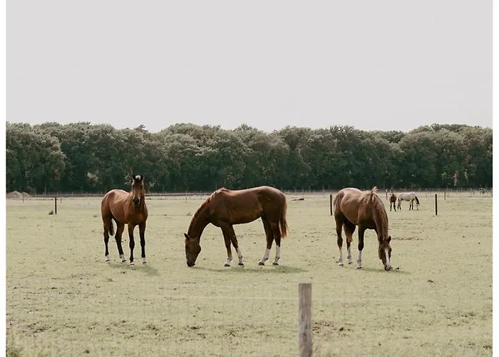 Natuurhuisje Het Steenuiltje Op Prachtige Plek Сasa de vacaciones *