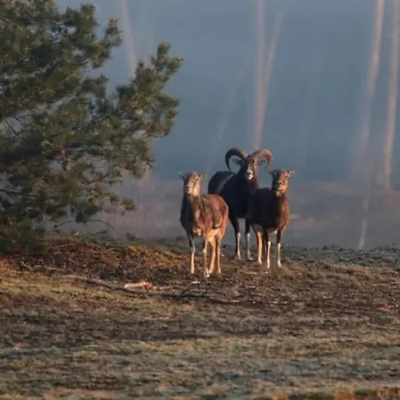 Natuurhuisje Het Steenuiltje Op Prachtige Plek *