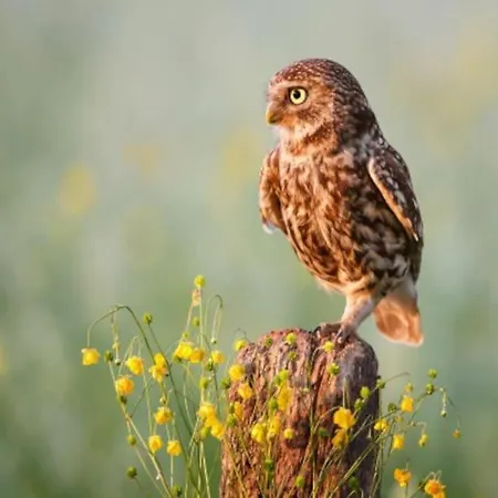 Natuurhuisje Het Steenuiltje Op Prachtige Plek *