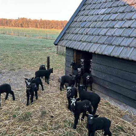 Natuurhuisje Het Steenuiltje Op Prachtige Plek Wekerom