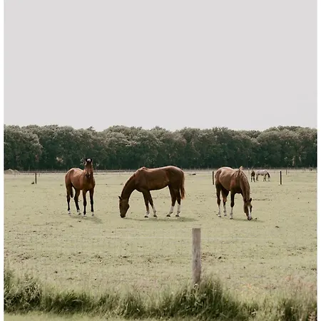 Natuurhuisje Het Steenuiltje Op Prachtige Plek Vakantiehuis *